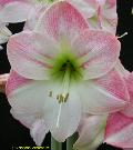 Apple Blossom Amaryllis / Hippeastrum 